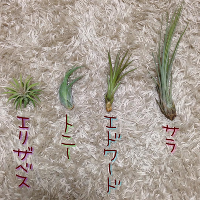 airplants.png